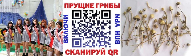 Псилоцибиновые грибы MAGIC MUSHROOMS  ОМГ ОМГ   Нягань  купить наркоту 